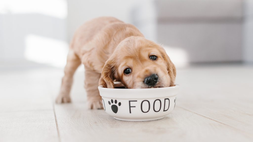 Choosing the Best Food for Your Dog Jessica Anders Dotter